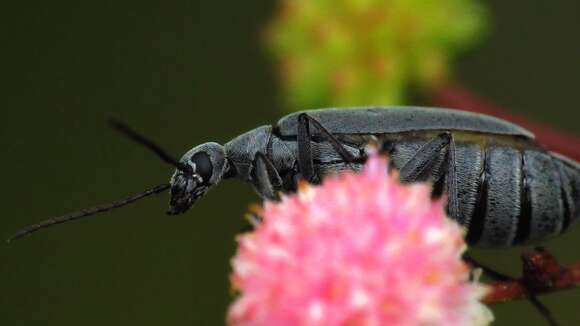 Image of Florida Blister Beetle