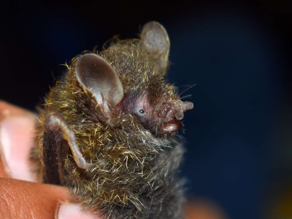 Image of little tube-nosed bat