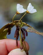 Image of Little Floatingheart