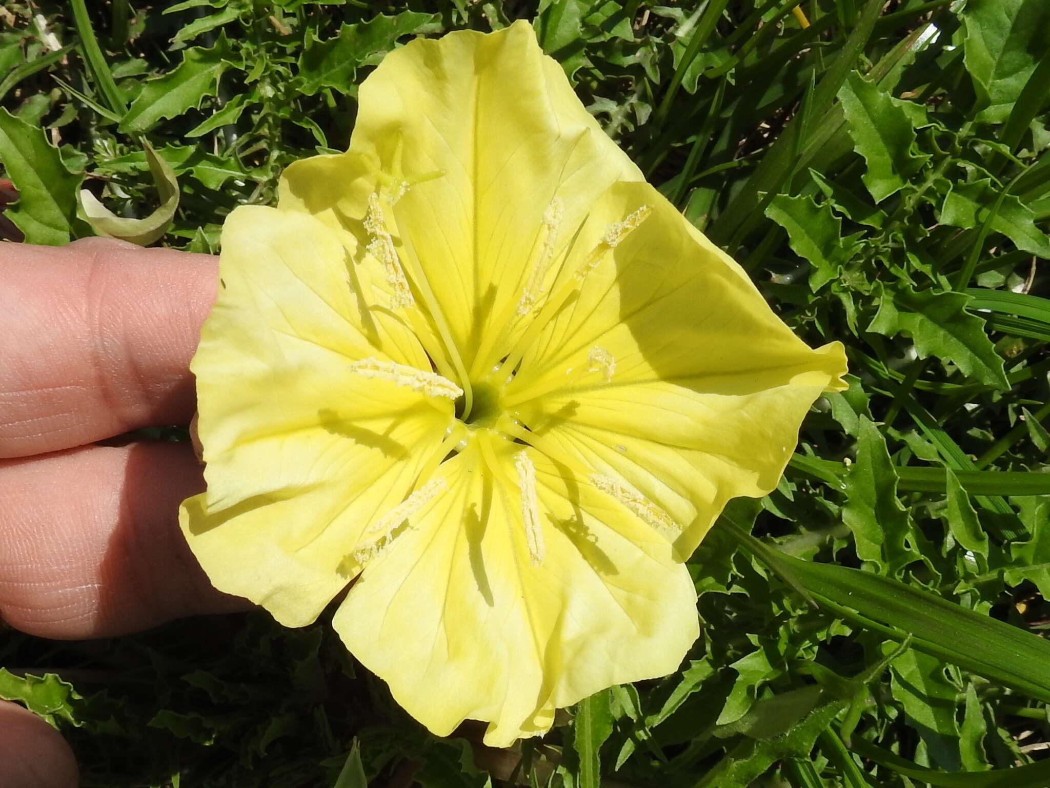 Image of Evening primrose