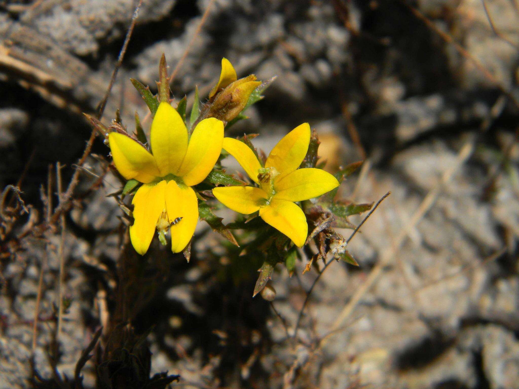 Image of Monopsis variifolia (Sims) Urb.