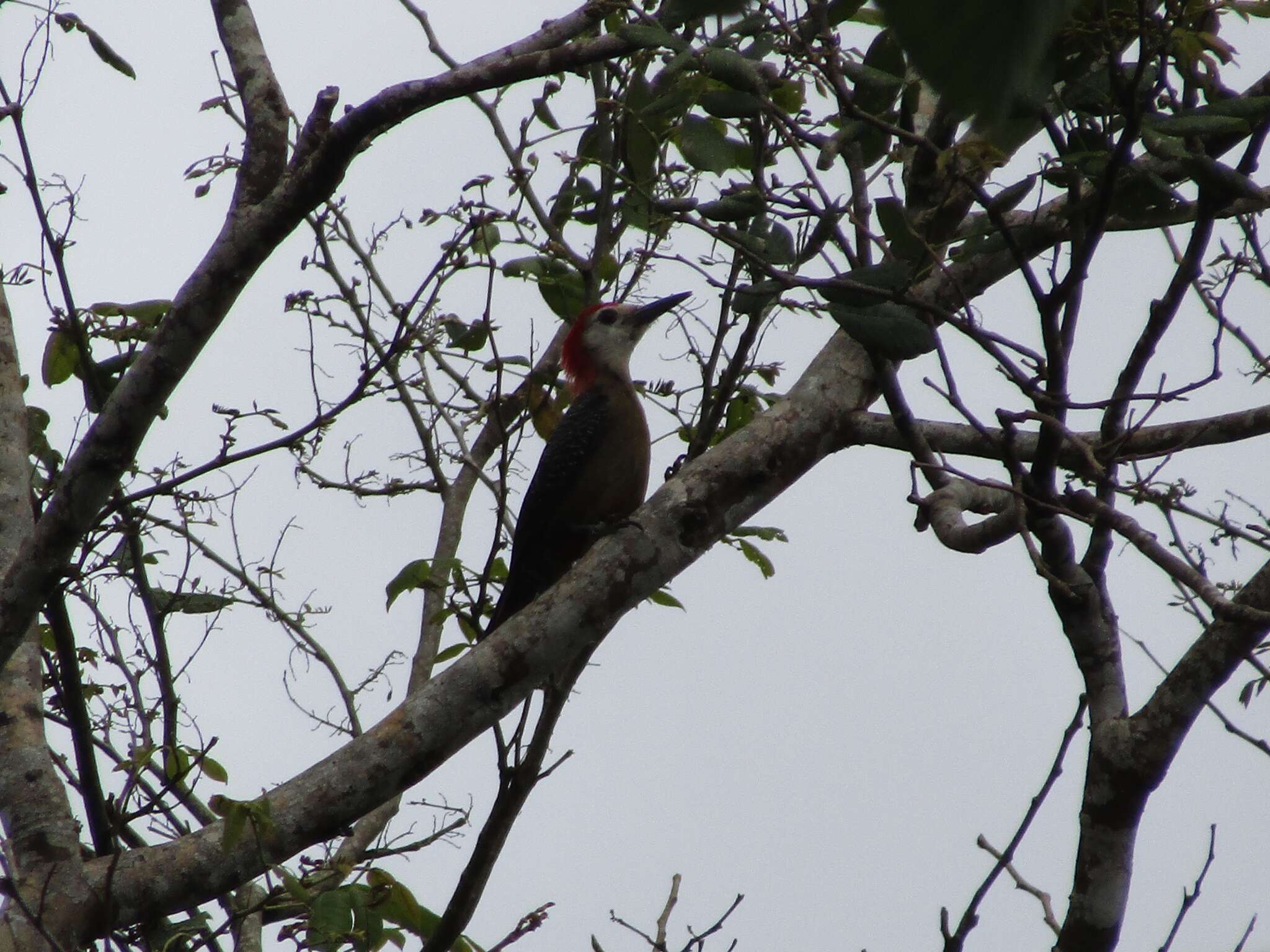 Image of Jamaican Woodpecker