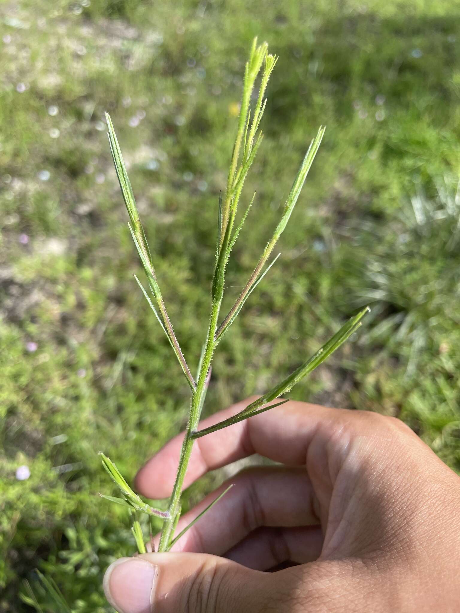 Pityopsis aspera (A. Gray) Small resmi