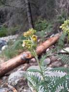 صورة Polemonium foliosissimum var. flavum (Greene) Anway