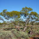 Image of Eucalyptus eremicola subsp. eremicola