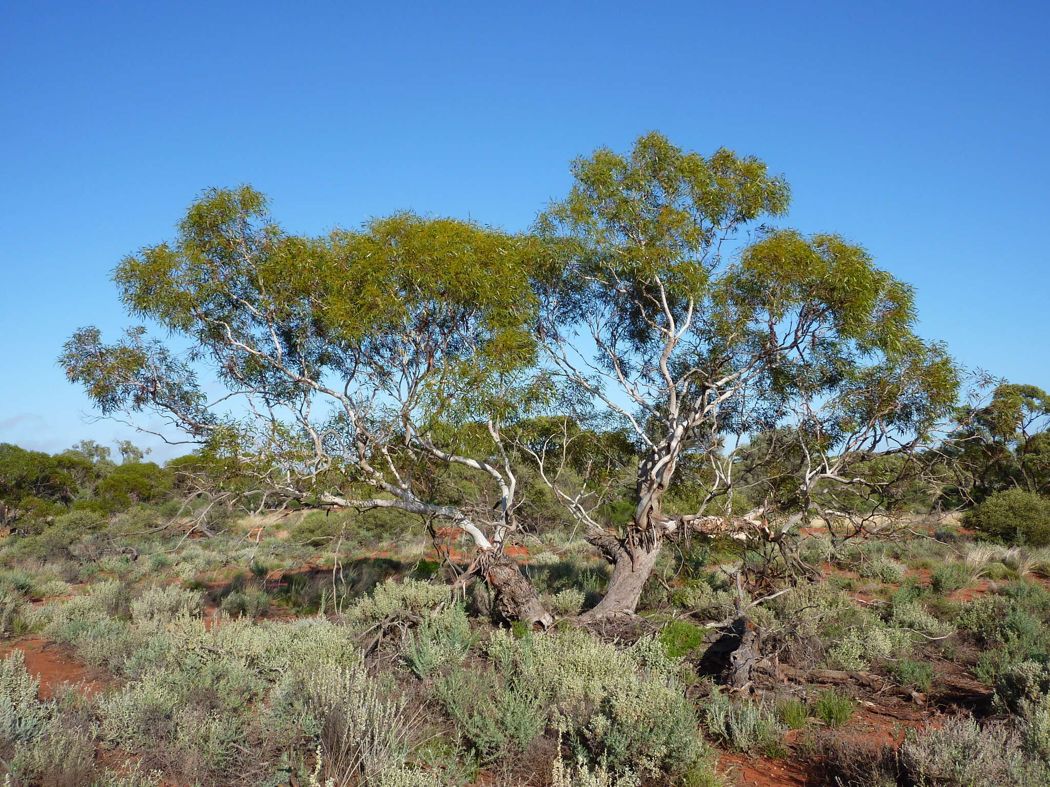 Image of Eucalyptus eremicola Boomsma