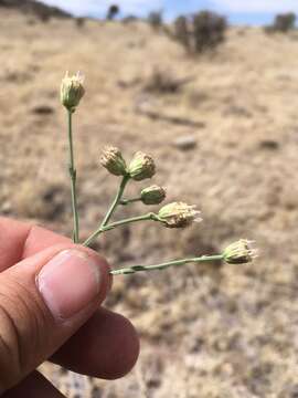 Image of Wright's baccharis