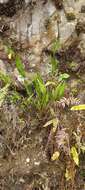 Image of Sobralia crocea (Poepp. & Endl.) Rchb. fil.