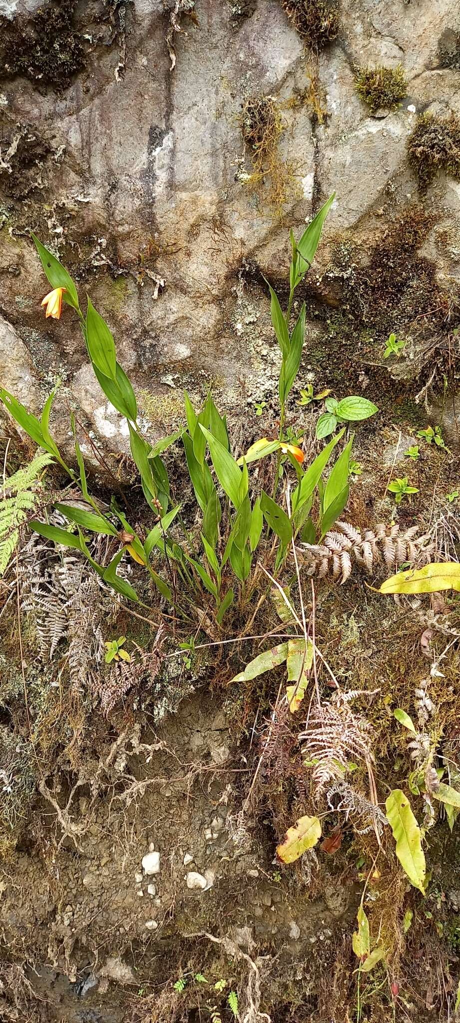 Image of Sobralia crocea (Poepp. & Endl.) Rchb. fil.