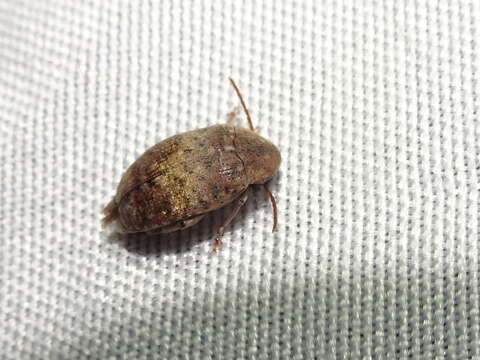 Image of Locust Seed Beetle