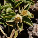Diplolepis nummulariifolia var. biflora (Phil.) Hechem & C. Ezcurra resmi