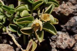 Image of Diplolepis nummulariifolia var. biflora (Phil.) Hechem & C. Ezcurra