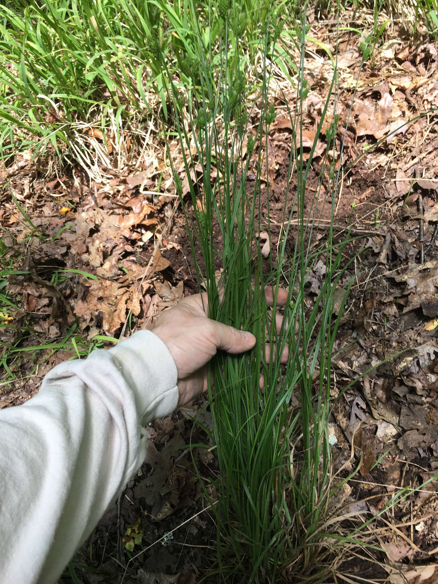 Image of fuzzy wuzzy sedge