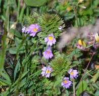 Image of Euphrasia alpina Lam.