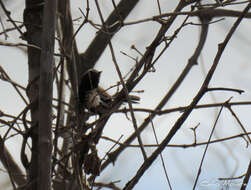 Image of Black-bellied Antwren