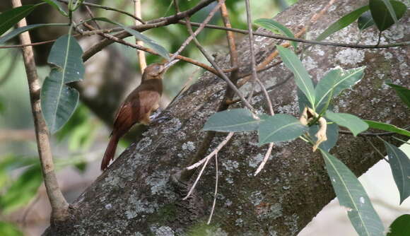 Image of Plain-brown Woodcreeper