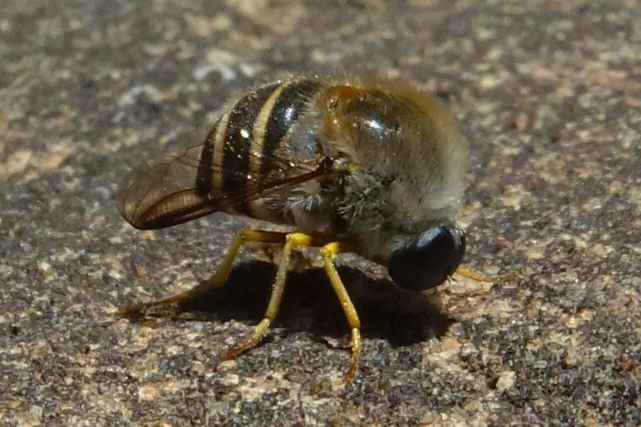 Image of Psilodera fasciata (Wiedemann 1819)