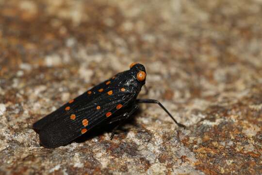 Imagem de Desudaba maculata Distant 1892