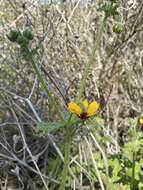 Image of Loasa tricolor Weinm.