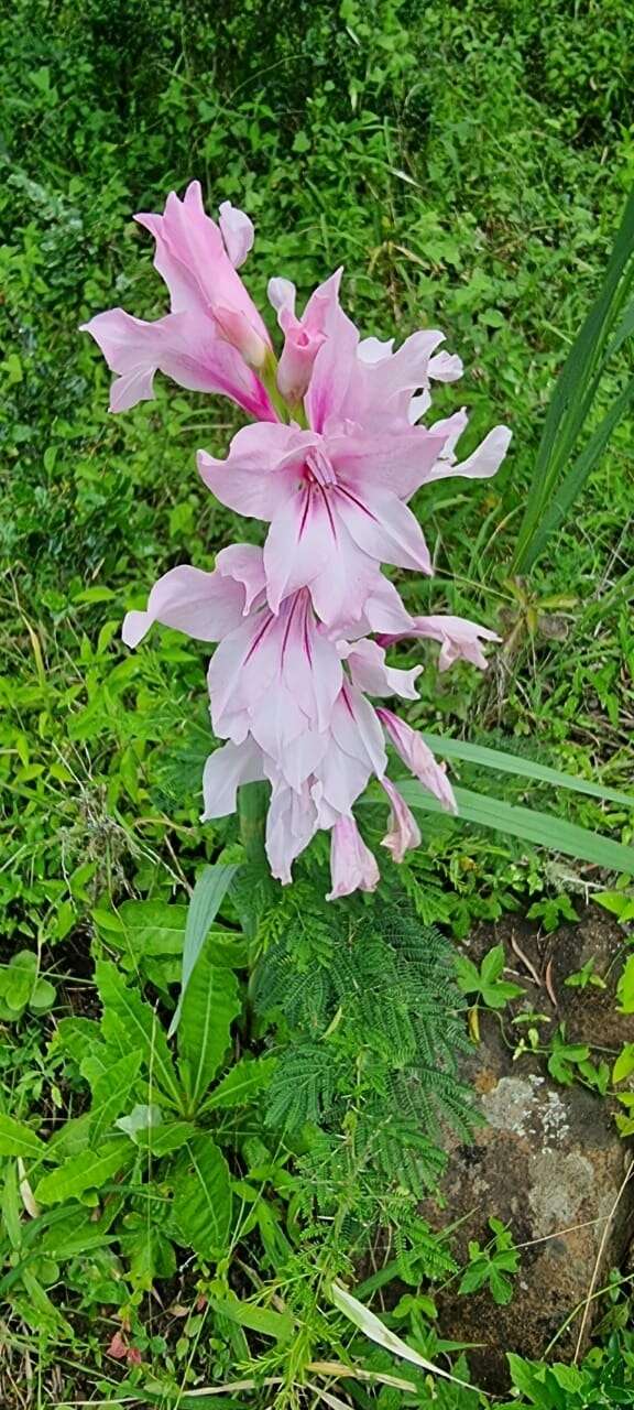 Image of Gladiolus ochroleucus Baker