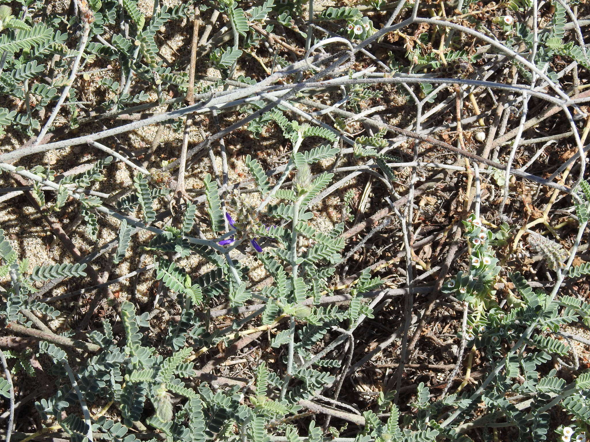 Image of Marina maritima (Brandegee) Barneby