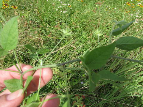 Image of Gulf Indian breadroot