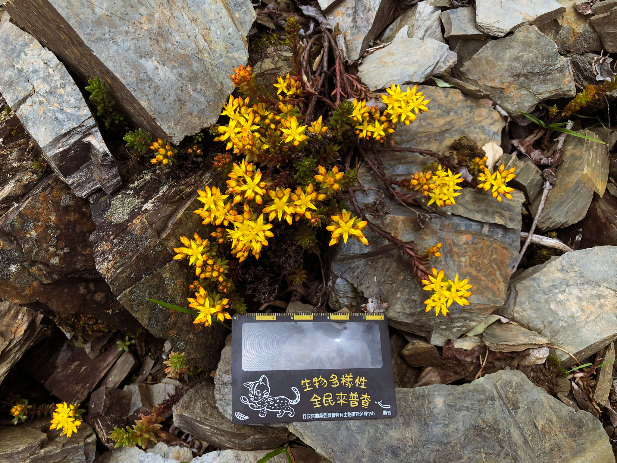 Image of Sedum morrisonense Hayata