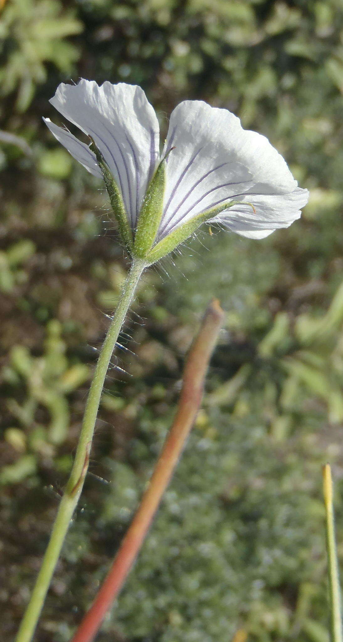 Image of Monsonia emarginata L'Her.