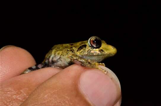 Image of Pristimantis penelopus (Lynch & Rueda-Almonacid 1999)