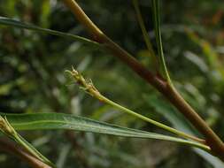 Image de Lomatia myricoides (C. F. Gaertner) Domin