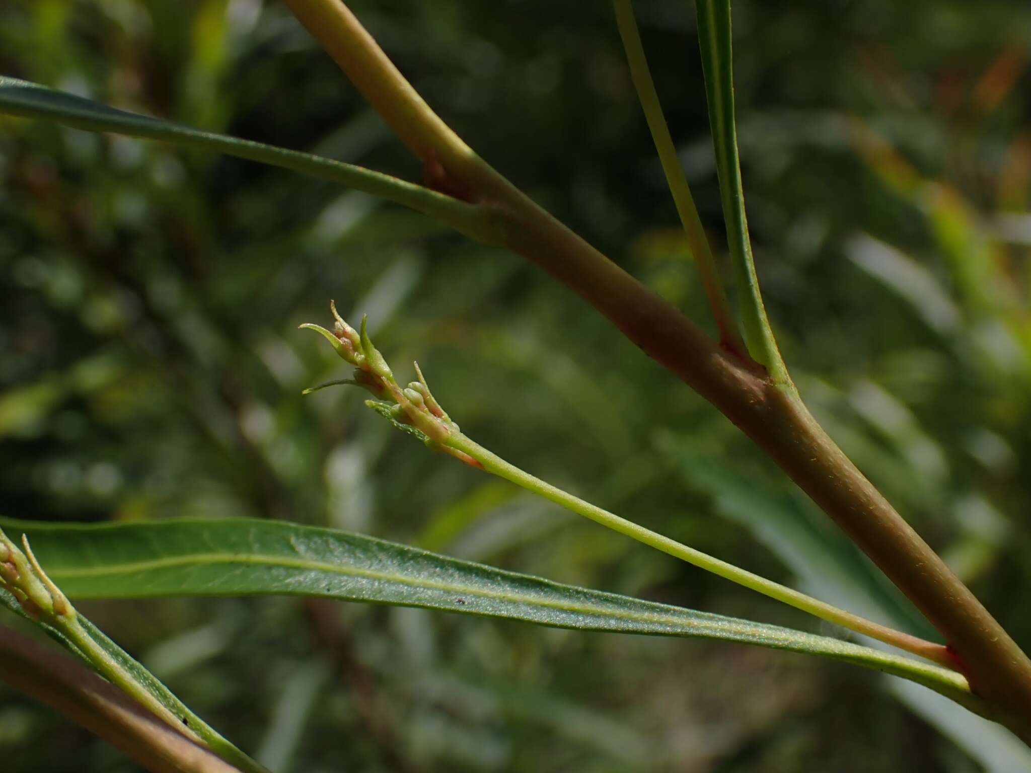 Image de Lomatia myricoides (C. F. Gaertner) Domin