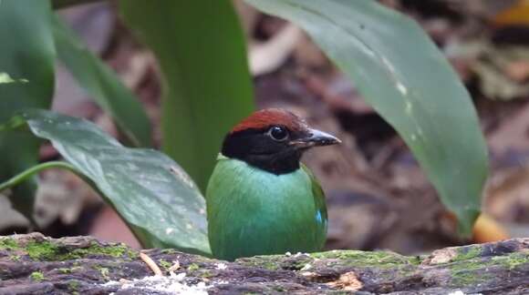 Image of Pitta sordida cucullata Hartlaub 1843