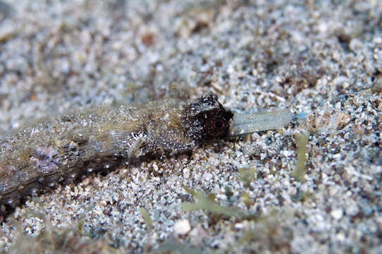 Image of White-nose Pipefish