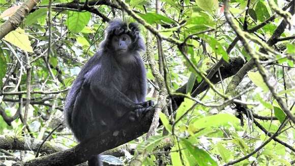 Image of Eastern Ebony Leaf Monkey