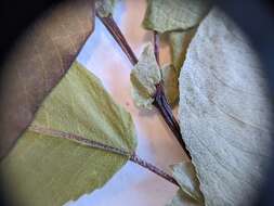 Image of False Mountain Willow