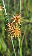 Image of Tracy's Beak Sedge