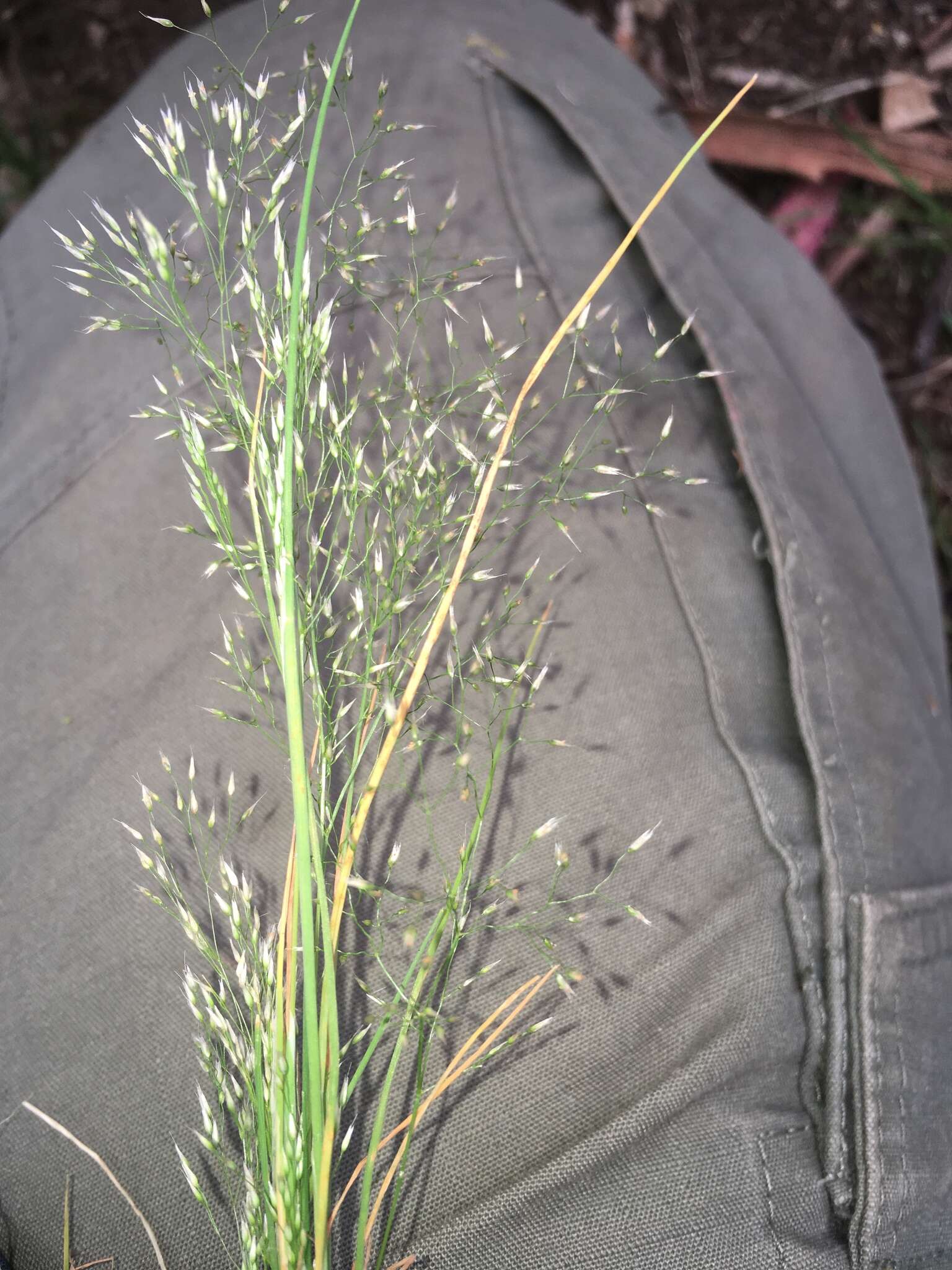 Image of silver hairgrass