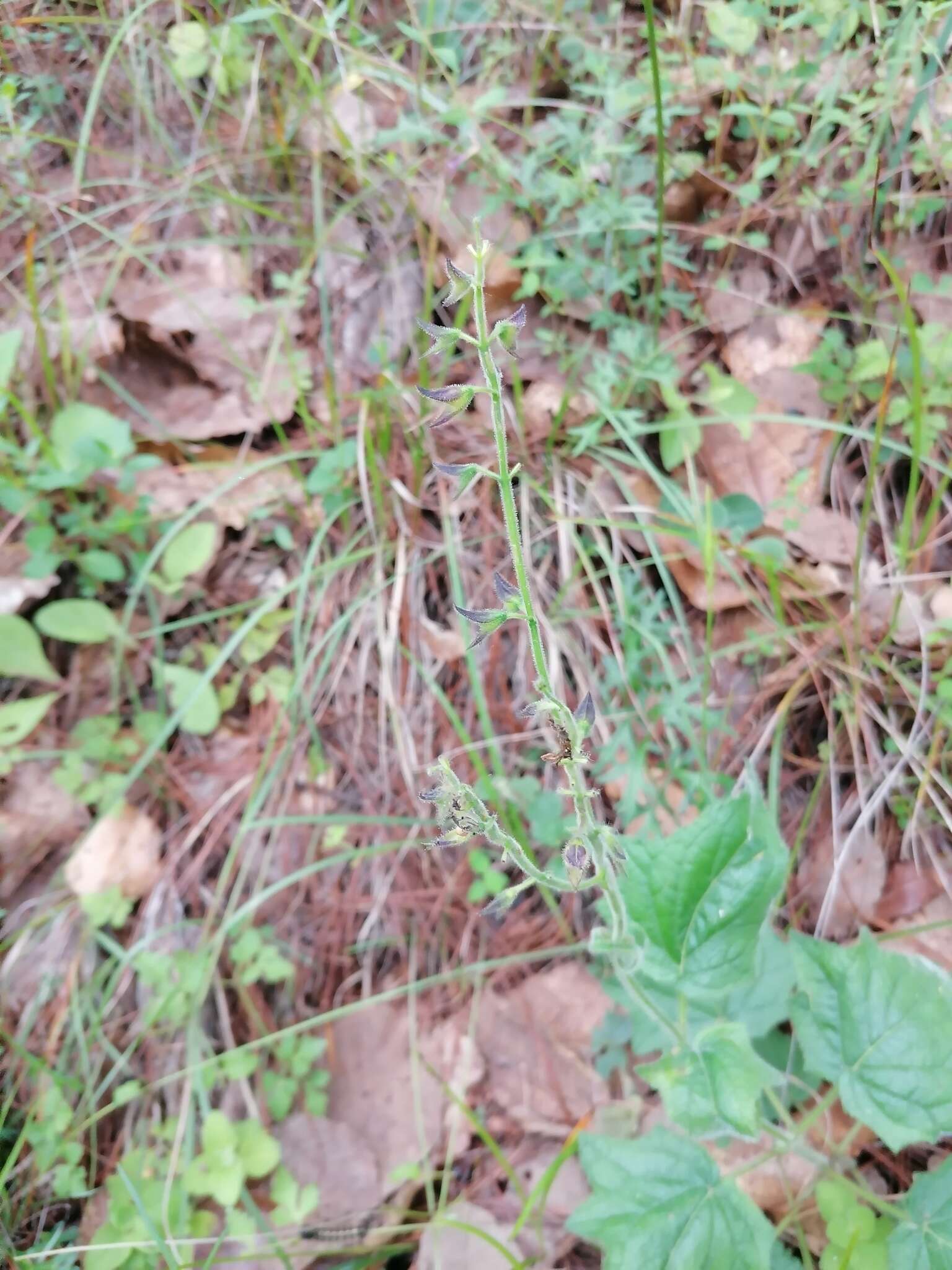 Salvia vitifolia Benth. resmi