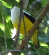 Image of White-collared Manakin