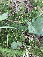 Image of Andrews' bedstraw