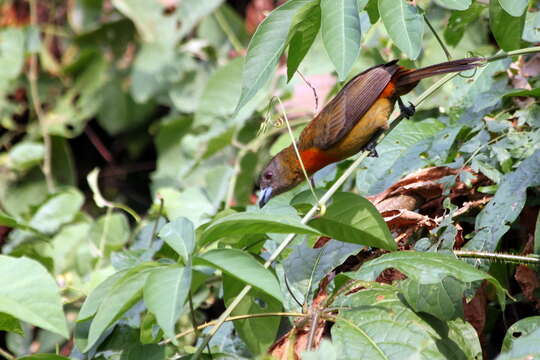 Image of Ramphocelus passerinii costaricensis Cherrie 1891