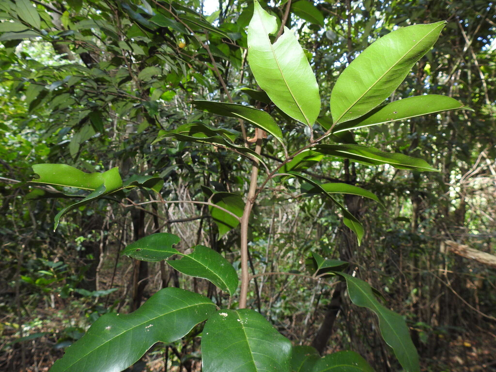 Image of Mischocarpus pyriformis (F. Müll.) Radlk.