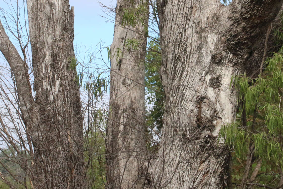 Image of Eucalyptus populnea F. Müll.