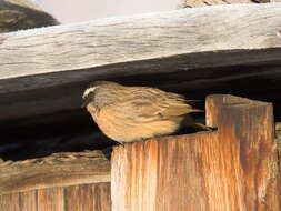 Image of Brown Accentor