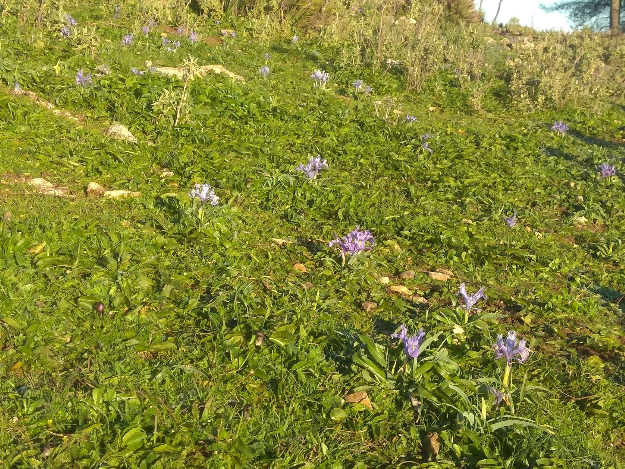 Imagem de Iris planifolia (Mill.) T. Durand & Schinz