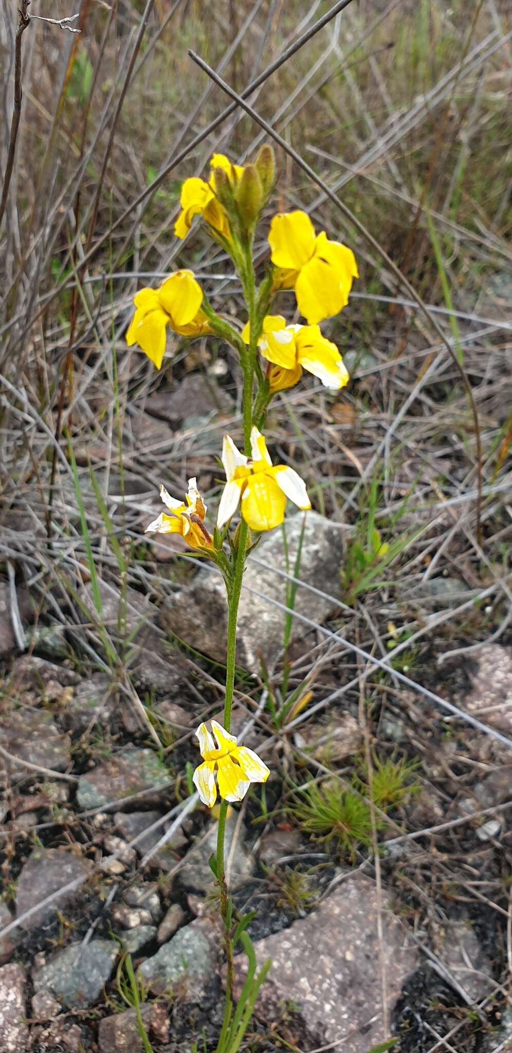 Слика од Goodenia stelligera R. Br.