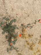 Image of Rusby's globemallow