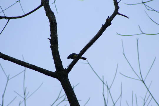 Image of Turquoise Tanager