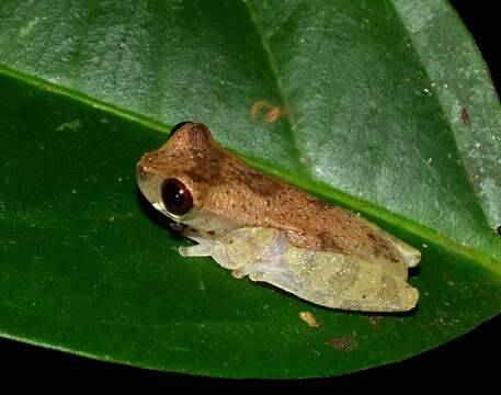 Sivun Dendropsophus brevifrons (Duellman & Crump 1974) kuva