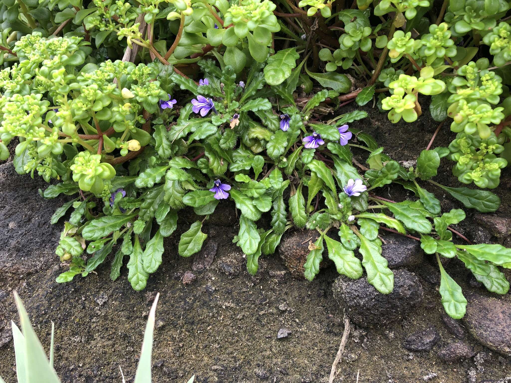 Слика од Ajuga pygmaea A. Gray